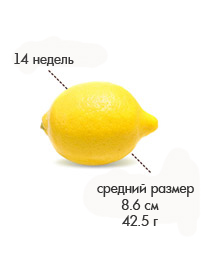 14 недель лимон.jpg